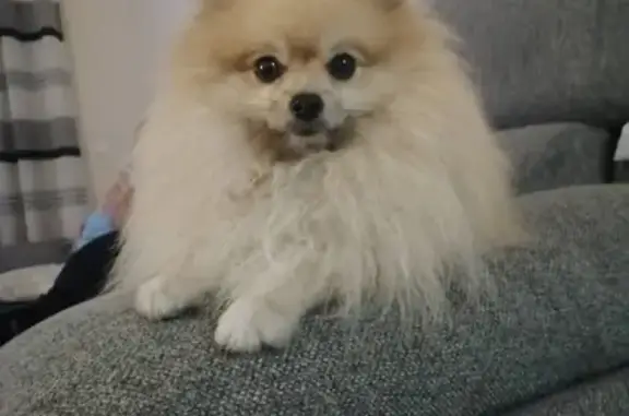 Perro Pomerania Crema Perdido en San Pedro