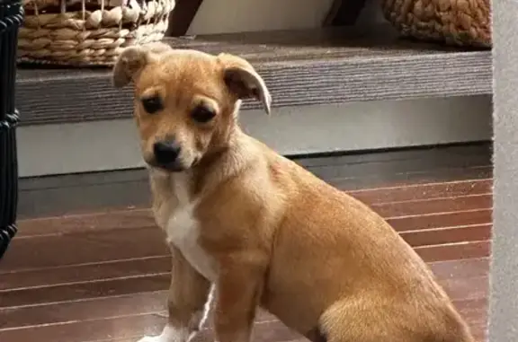 Found собака, Female, Tapley R...