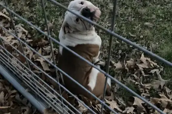 Found Собака, Female, East Holmes Road, 3170, Memphis - No collar - photo