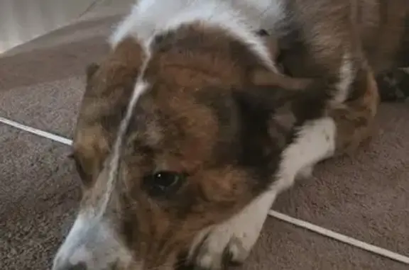 Lost Собака, Tuscarora, Pennsylvania - white brindle with scar - photo