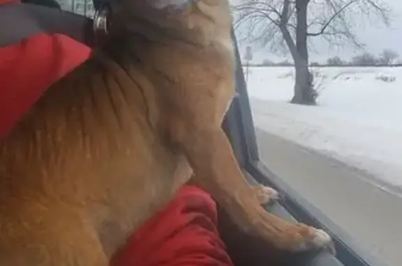 Missing dog Granite City, photo: Lost Собака, Iowa Street, 2650, Granite City - Brown with white beard