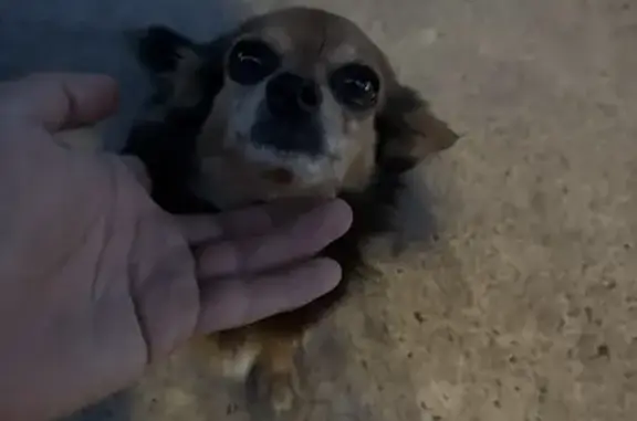 Found Собака Female, Venice St...