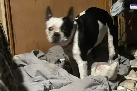Missing dog Florence, photo: Lost Собака, Female, Monterey Road, 1539, Florence - black and white Boston Terrier