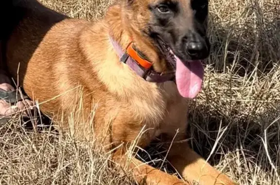 Lost Собака, Farm to Market 55, 3435, Waxahachie - photo