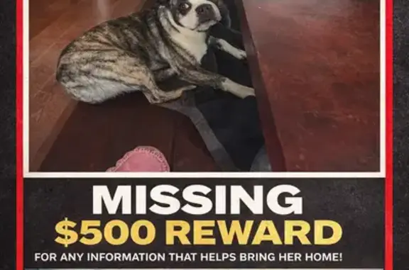 Lost Dog, Bridget Lane, Laporte - brindle with black and white markings - photo
