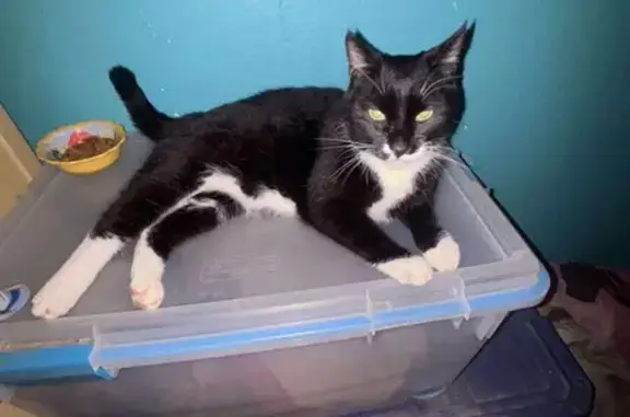 Lost Кошка, Male, Hedgesville, West Virginia, Greenville - photo