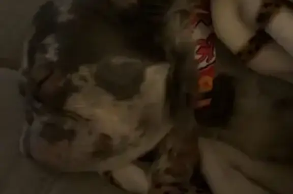 Lost Собака, Female, East 13th Street, 6000, Kansas City - fluffy French bulldog - photo