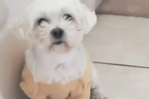 Lost Собака, Jasmine Lane, Killeen - White, Maltese wearing a yellow shirt - photo