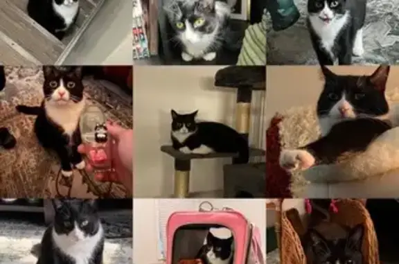 Lost кошка, Park Point Drive, Town of Henrietta, Rochester - friendly with long whiskers - photo