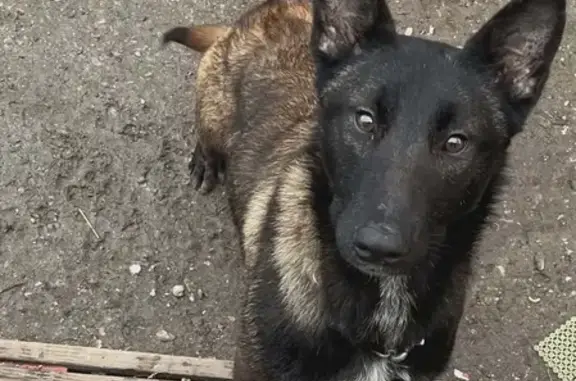 Lost Собака, Female, Downing Way, 3600, Louisville - Belgian Malinois brown - photo