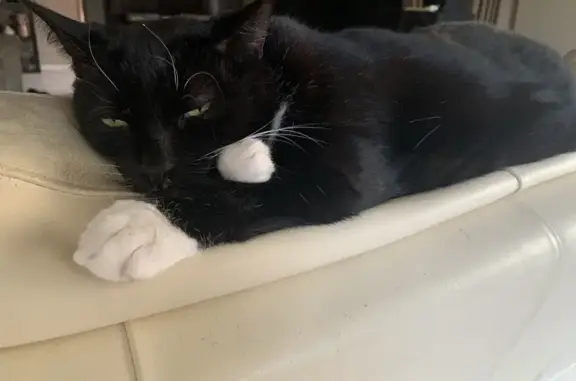 Lost pets , photo: Help Find Benji: Skittish Lost Cat in Armadale