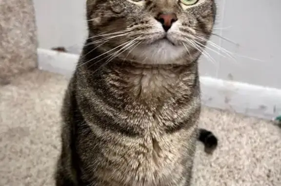 Gatos perdidos, Naucalpan de Juarez, foto: Se Busca: Gata Leela Perdida en CDMX