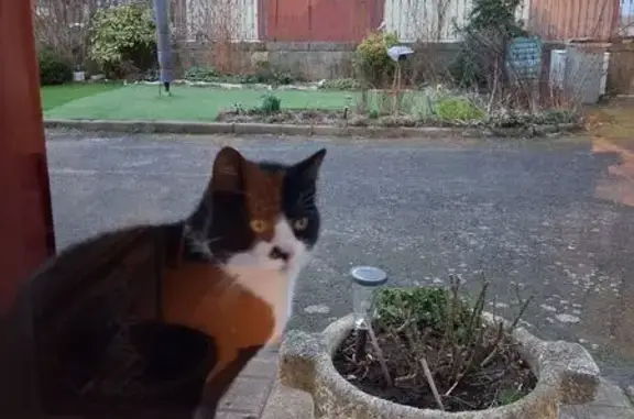 Animaux trouvés , photo: Chat noir/blanc trouvé à Vernassal, affectueux