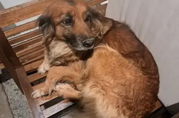 Chien trouvé , photo: Chienne trouvée, marron et noir, Cordey