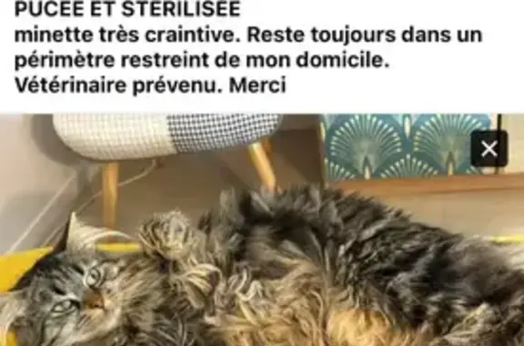 Animaux perdus , photo: Chatte disparue, craintive à Grandvilliers