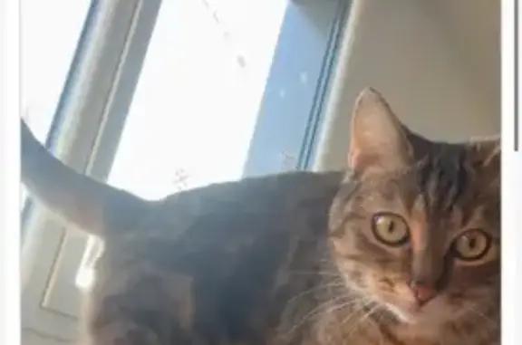 Chatte 3 ans perdue à Douvres-la-Délivrande - photo