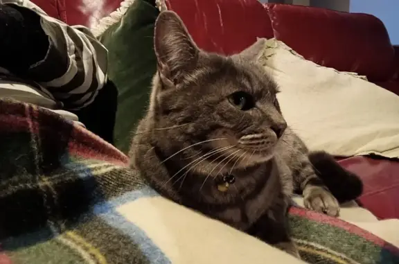 Missing cat Moonee Valley, photo: Injured Grey Cat 'Cozy' Missing in Essendon