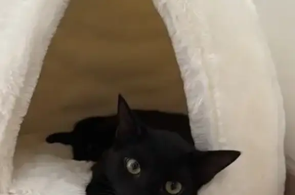 Animaux perdus , photo: Chat perdu, peureux, yeux jaunes, St-André