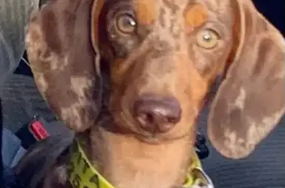 Perro Perdido en Carrión de los Céspedes