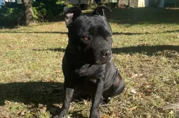 Staffie noire disparue, répond à Sanka. - photo