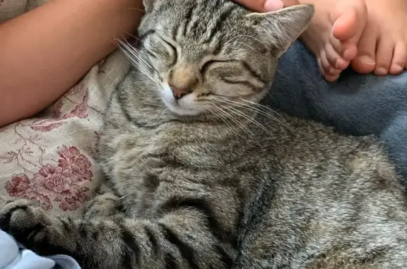 Animaux perdus Baden, photo: Chat Tornade disparu à Baden, rue du Lanno