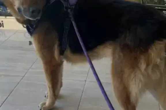 Perro Perdido: Asustado y con Problemas de Visión