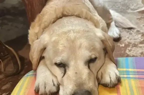 Animaux trouvés , photo: Chien âgé trouvé à Montmartin-sur-Mer