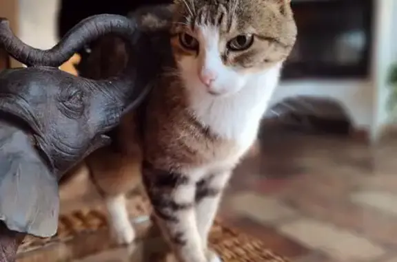 Chatte tigrée disparue à Vence - photo