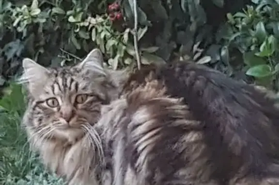 Animaux trouvés Pernes-les-Fontaines, photo: Chat craintif trouvé à Pernes-les-Fontaines