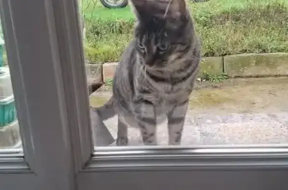 Animaux perdus Méru, photo: Chatte tigrée sociable perdue à Méru