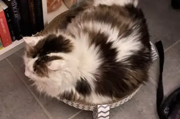 Chat Minuss disparu, vérifiez vos garages - photo