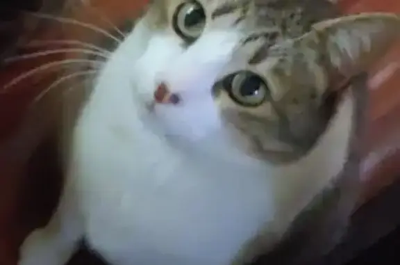 Gato Perdido: Blanco con Manchas Atigradas