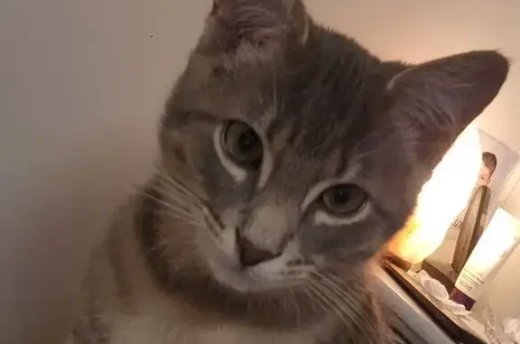 Chat perdu, , photo: Chaton gris tigré disparu à Montreuil