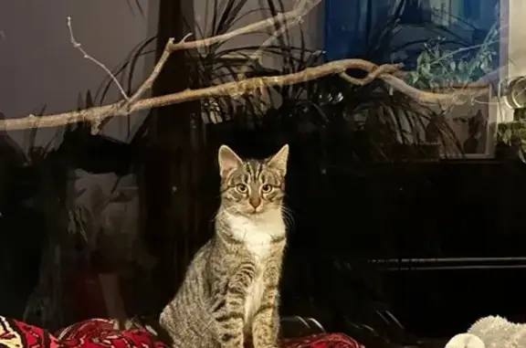 Animaux perdus , photo: Chatte tigrée perdue à Saint-Antonin-du-Var