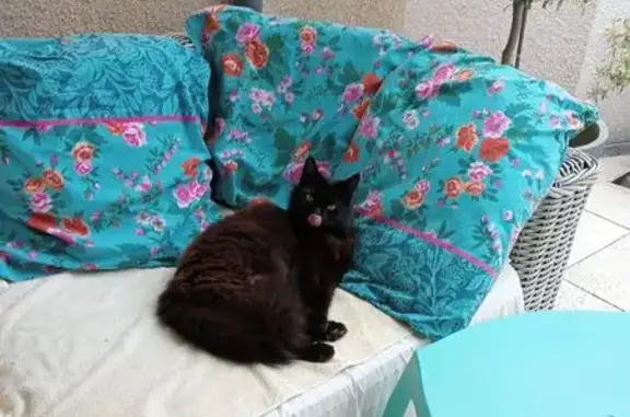 Chat noir perdu, récompense offerte - photo