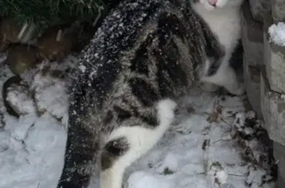 Chat perdu, , photo: Chat tigré-blanc perdu à Rimsdorf