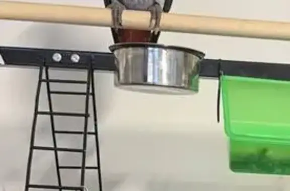 Lost African Grey Parrot in Tarneit