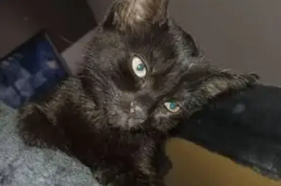 Chat peureux et câlin perdu à Andel - photo