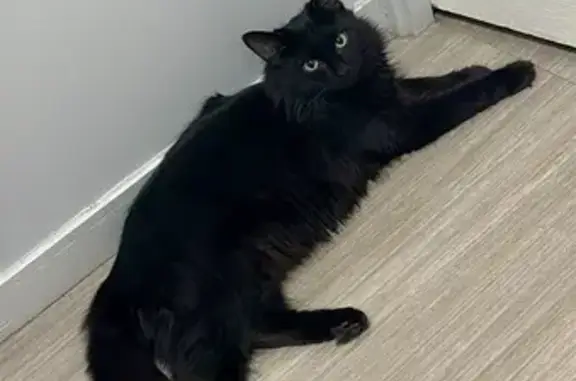 Chatte noire disparue à Écully - photo