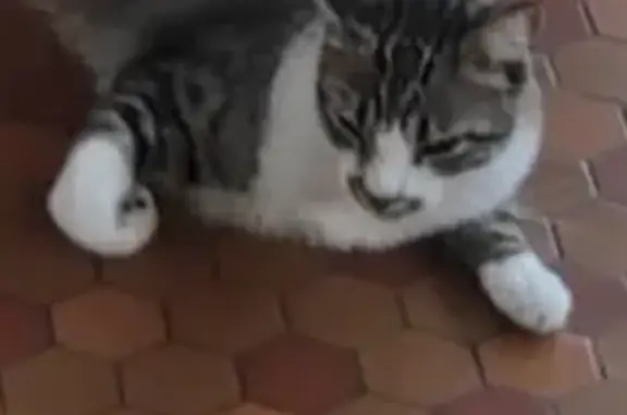 Chat tigre 