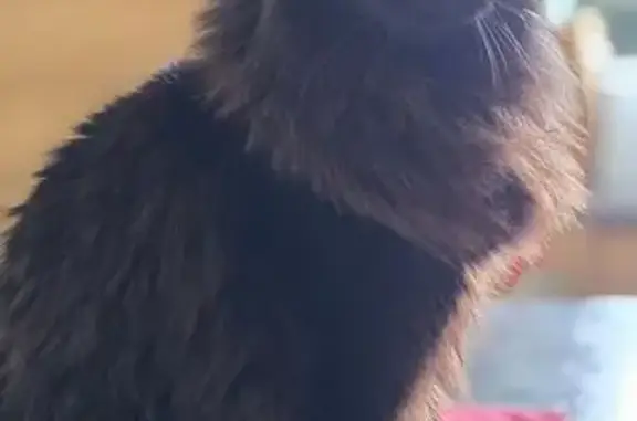 Chat perdu, La Couronne, photo: Chat noir persan disparu à La Couronne
