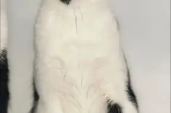 Chat perdu à Ollainville : Chouquette recherchée - photo