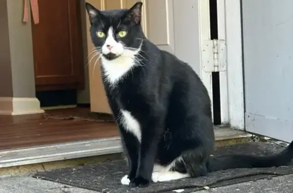 Lost and found pets Knoxville, photo: Lost Кошка, Silverbrook Drive, 2010, Knoxville - silky coat, skittish and playful