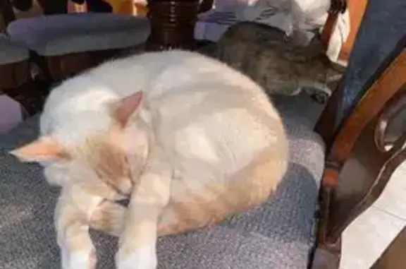 Missing cat Chicago, photo: Missing cat Male, Chicago (usl531864)