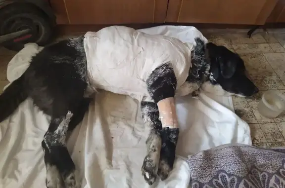 Знайдено собаку Хмельницький, фото: Знайдено чорно-білого пса на Західно-Окружній