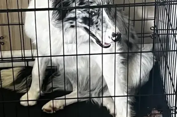 Lost and found pets Columbus, photo: Lost Собака, Jenera Place, 4098, Columbus - gray white with a little black, green collar