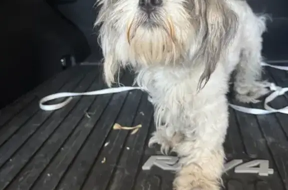 Found Собака Male, North Horne...