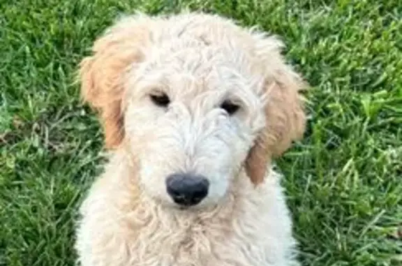 Lost Собака, West 120th Terrace, 917, Kansas City - blonde with a lion cut tail - photo