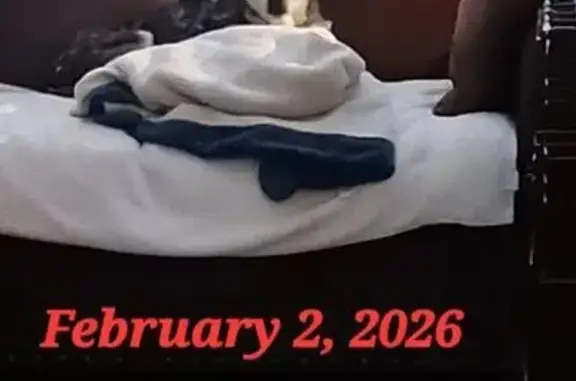 Lost Собака, Female, Highway 298, 7545, Benton - 16 years old, almost blind - photo