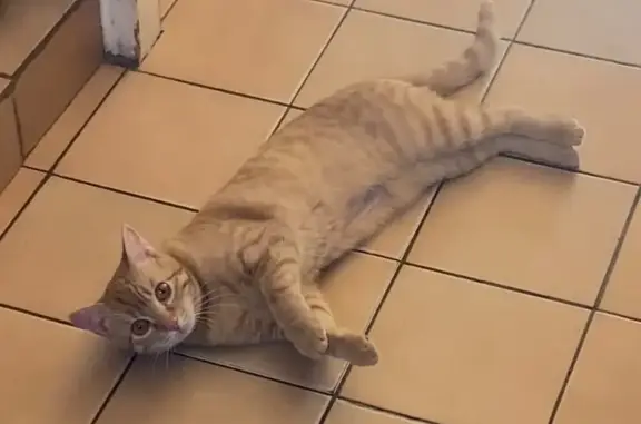 Chatte tigrée roux/blanc perdue, 9 mois - photo